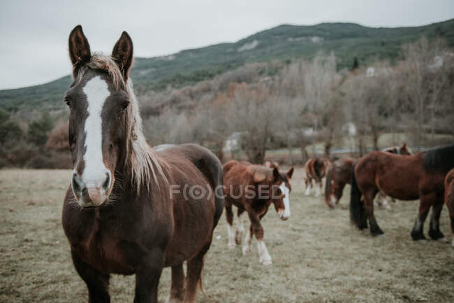 Красивые лошади пасутся на поле между деревьями возле холмов и облачным небом в Пиренеях — стоковое фото