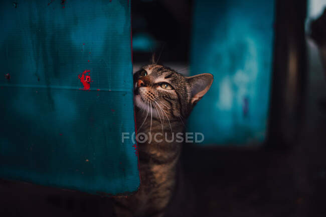 Schmutzige Katze auf blauem Kasten — Stockfoto