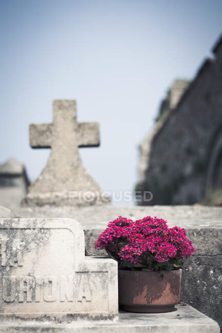 Pot with beautiful flowers standing near small stone cross on wall of old castle on sunny day — Stock Photo