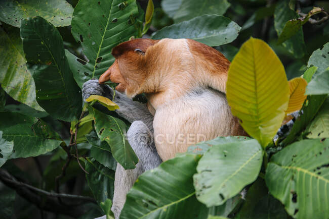 Proboscis monkey sitting between verdant leaves of wood in tropical forest in Malaysia — Stock Photo