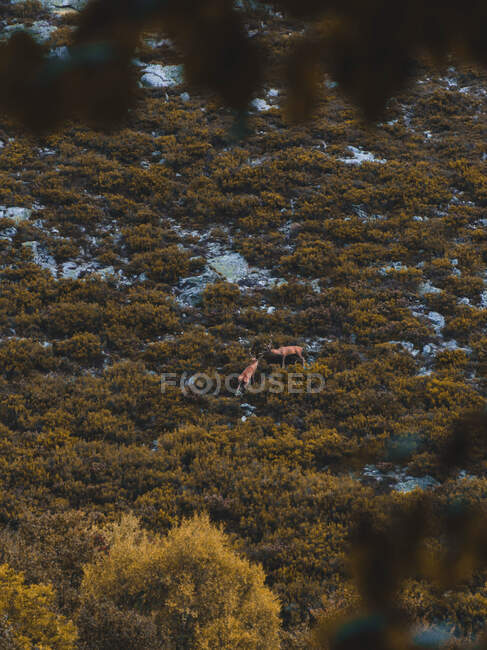 D'en haut rennes sauvages debout entre prairie verte à Isoba, Castille et Léon, Espagne — Photo de stock