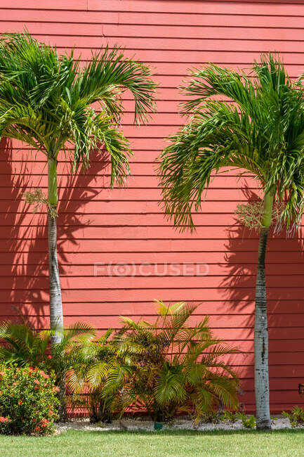 Duas palmeiras minúsculas crescendo perto da parede vermelha da casa de campo no dia ensolarado maravilhoso — Fotografia de Stock