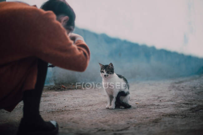 Femme prenant une photo de chat sans abri — Photo de stock