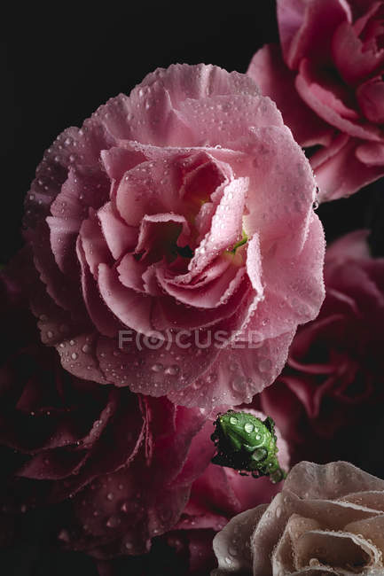 Свежий букет розовых гвоздик цветы на темном фоне — стоковое фото