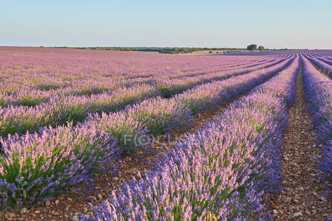 Big violet lavender field in countryside — Stock Photo