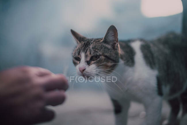 Erntehelfer füttern Katze — Stockfoto