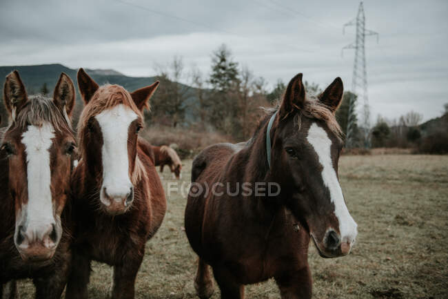 Чудові коні, що пасуться на полі між деревами поблизу пагорбів і хмарним небом у Піренеях. — стокове фото