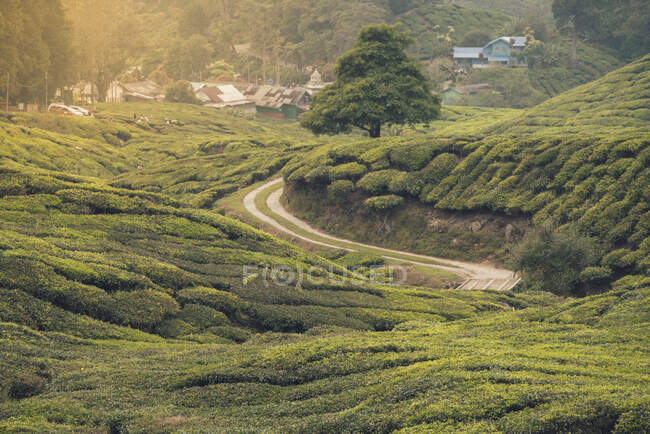Vista pitoresca rota estreita entre plantações verdejantes em colinas e pequena aldeia na Malásia — Fotografia de Stock