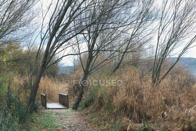 Маленький мост на узкой тропинке среди голых деревьев и высокой сухой травы в удивительной осенней сельской местности — стоковое фото