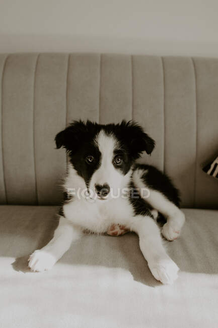 Carino cucciolo sdraiato sul divano — Foto stock