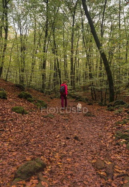 MATURE WOMAN PRACTICING TREKKING FOR A FOREST OF CENTENNIAL TREES IN FULL FALL — Stock Photo