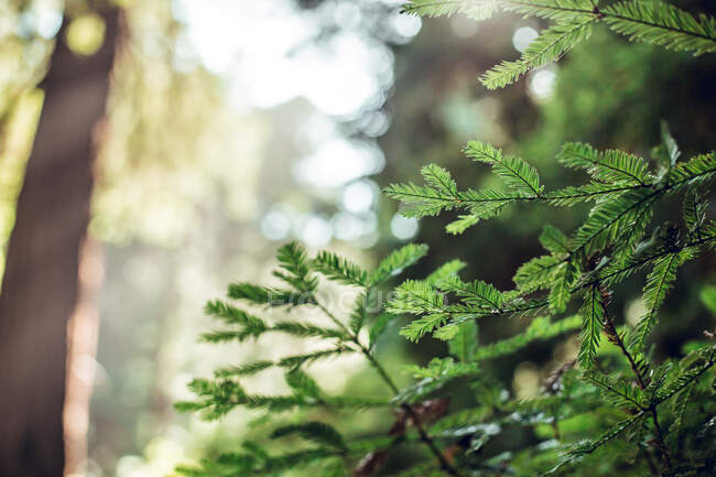 Folhas verdes de samambaia — Fotografia de Stock