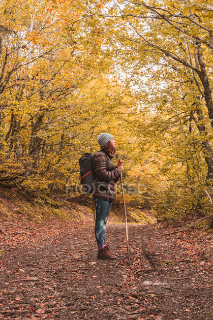 Dame au chapeau et veste de ski avec sac à dos et bâton de marche sur le sentier entre la forêt d'automne à Isoba, Castille et Léon, Espagne — Photo de stock
