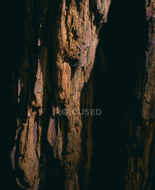 Casca de madeira de close-up iluminada pelo sol na escuridão em San Francisco, EUA — Fotografia de Stock