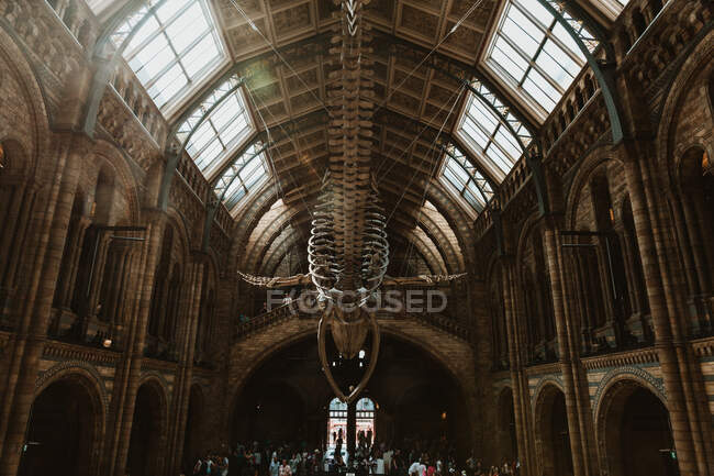 LONDRA, REGNO UNITO - 23 OTTOBRE 2018: maestoso scheletro di balena azzurra appeso al soffitto nel Museo di Storia Naturale di Londra, Inghilterra — Foto stock