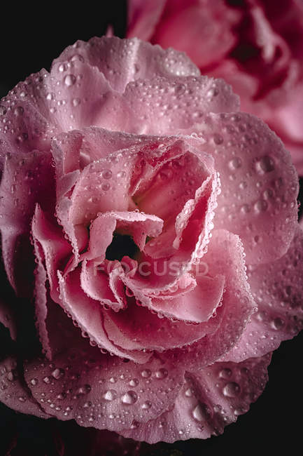 Flor de cravo rosa fresca com gotículas no fundo escuro — Fotografia de Stock