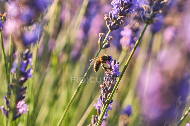 Close-up of purple flowers in lavender field at sunset — Stock Photo