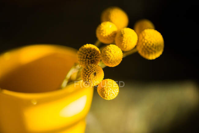 Craspedia-Blüten in der Vase — Stockfoto
