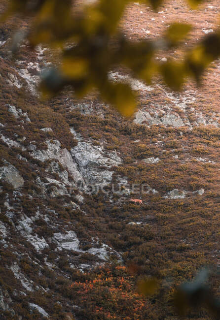 D'en haut rennes sauvages debout entre prairie verte à Isoba, Castille et Léon, Espagne — Photo de stock