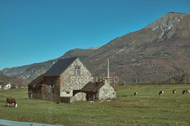 Troupeau de vaches broutant dans une vallée verdoyante près d'un chalet âgé et d'une magnifique montagne sur la station Canfranc à Huesca, Espagne — Photo de stock