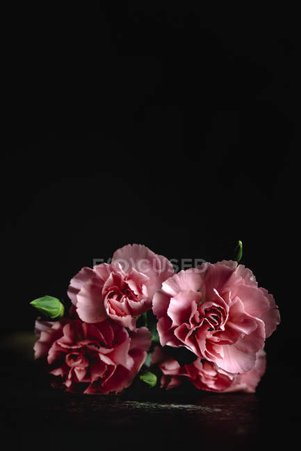 Ramo fresco de flores de claveles rosados sobre fondo oscuro - foto de stock
