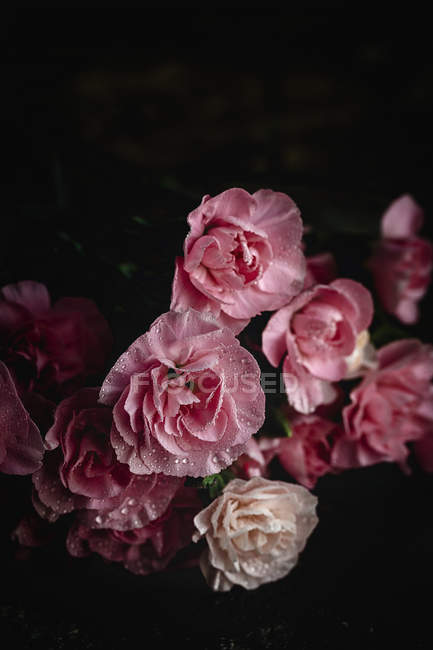 Bouquet frais de fleurs d'oeillets roses sur fond sombre — Photo de stock