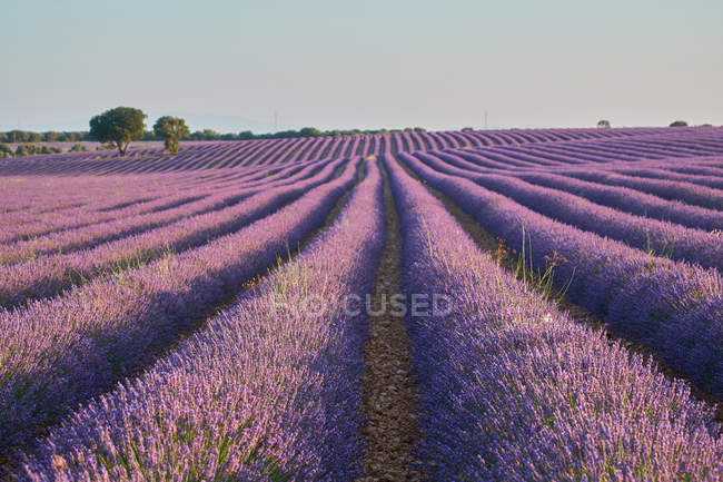 Большое фиолетовое поле лаванды в сельской местности — стоковое фото
