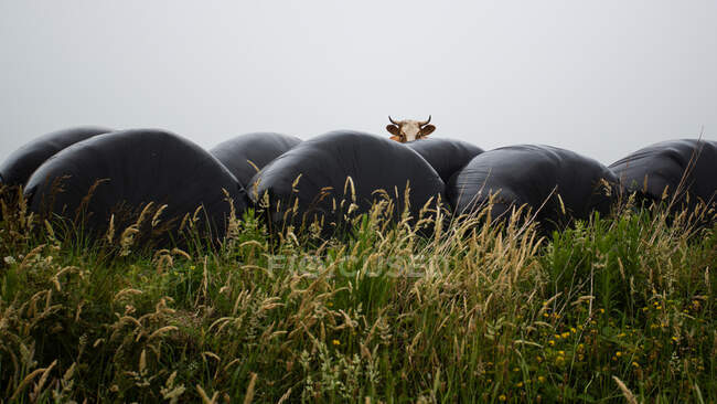 Mucca marrone in piedi in campo verde dietro balle di fieno fresco contro cielo grigio — Foto stock
