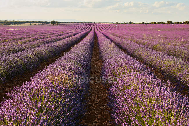 Righe di fiori nel grande campo di lavanda viola al tramonto — Foto stock