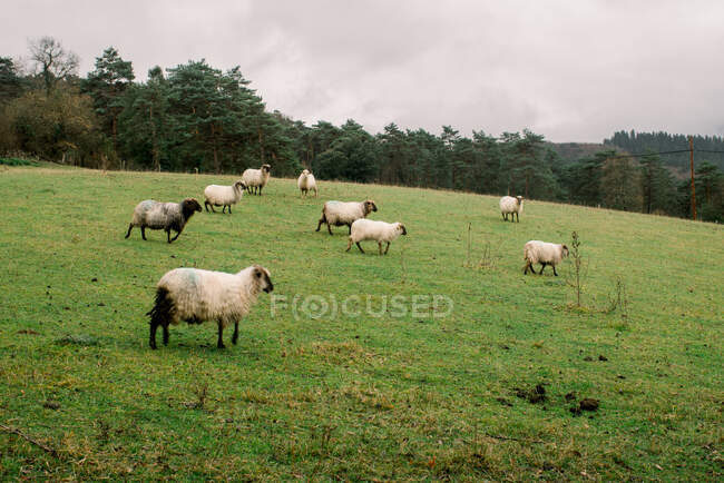 Side view of sheep pasturing on green meadow on hill in Orduna, Spain - foto de stock
