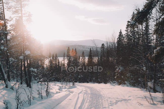 Camino de asfalto nevado cerca del bosque de coníferas en el increíble campo ártico - foto de stock