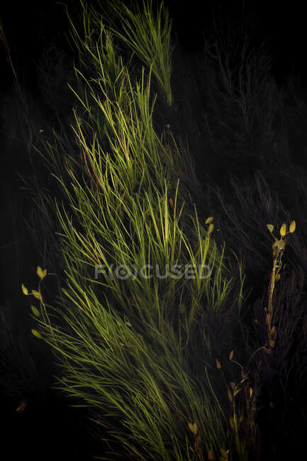Folhas de carvalho outonal à luz do sol — Fotografia de Stock
