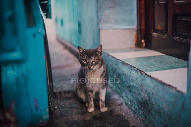 Katze blickt auf Straße in Kamera — Stockfoto
