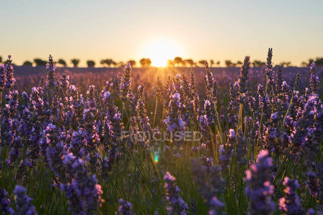 Campo de lavanda violeta grande ao pôr do sol em luz suave — Fotografia de Stock