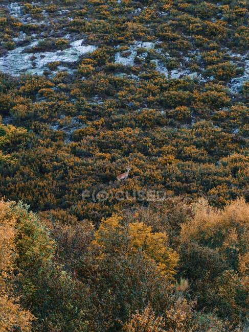 З висоти дикого північного оленя, що стоїть між зеленою лукою в Ісобі (Кастилія) і Леоні (Іспанія). — стокове фото