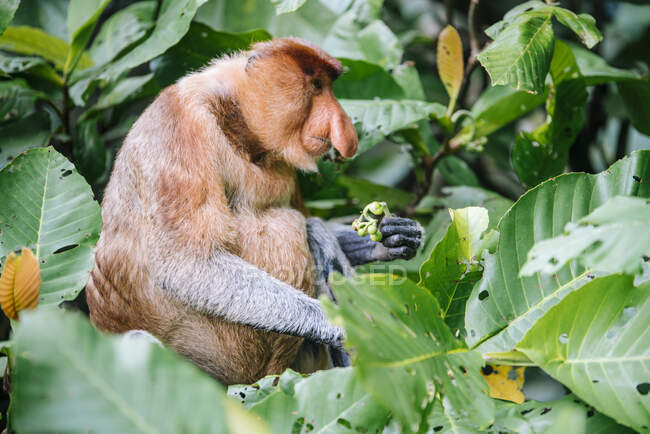 Mono de probóscis sentado entre hojas verdes de madera en bosque tropical en Malasia - foto de stock