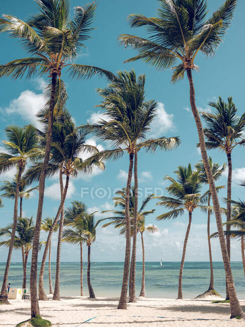 Hermosas palmeras contra el cielo azul - foto de stock