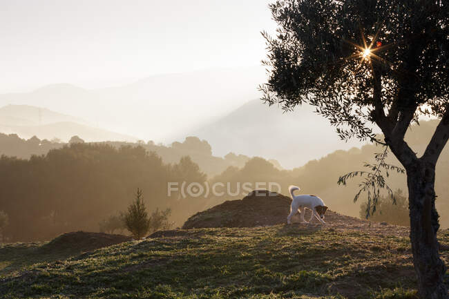 Bonito cão cheirando chão no ensolarado dia no bela paisagem — Fotografia de Stock