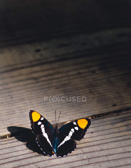 Сверху красивая бабочка, сидящая на деревянном столе в темноте в Сан-Франциско, США — стоковое фото