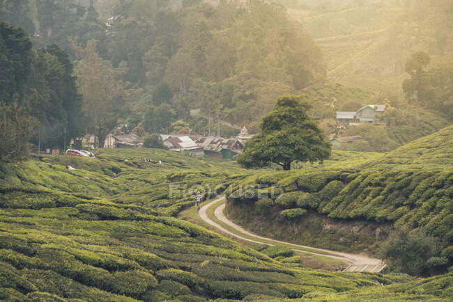 Vue pittoresque route étroite entre les plantations verdoyantes sur les collines et petit village en Malaisie — Photo de stock