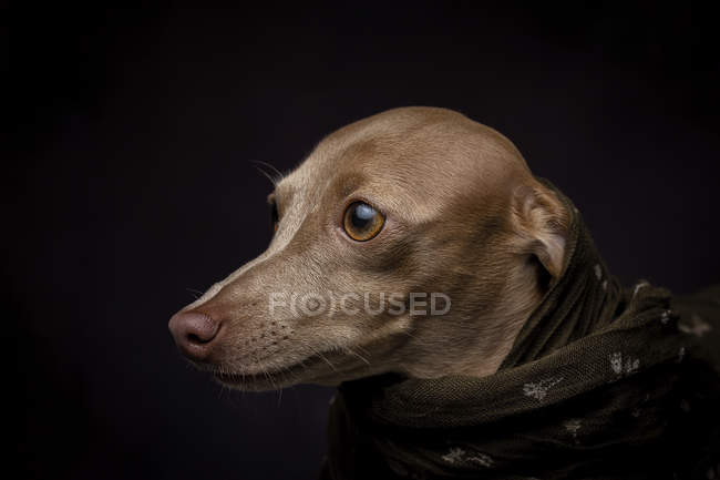Italian Greyhound dog in brown Arabian hijab, studio shot on black background. — Stock Photo