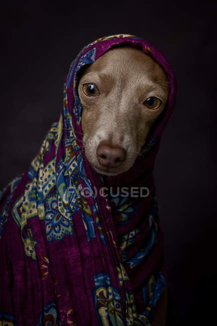 Cão Greyhound italiano em hijab árabe roxo, estúdio filmado em fundo escuro . — Fotografia de Stock