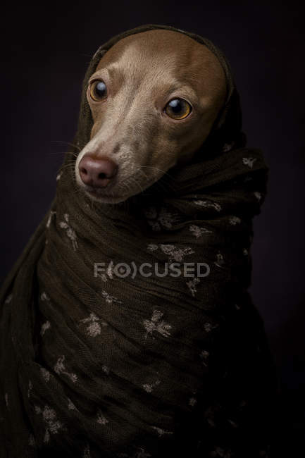 Cane levriero italiano in hijab arabo marrone, girato in studio su sfondo nero . — Foto stock