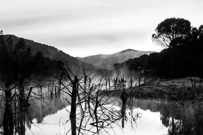 Belle rivière mystérieuse avec des arbres dans la brume — Photo de stock