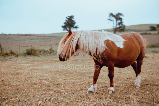 Domestic brown pony horse grazing in dry field — Stock Photo
