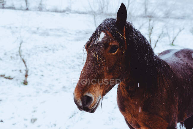 Pastoreo de caballos en prado de nieve - foto de stock