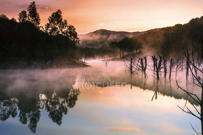 Красива таємнича річка з деревами в тумані — стокове фото