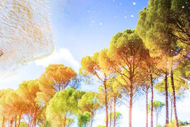 Художественный эффект золотых деревьев под красочным небом — стоковое фото