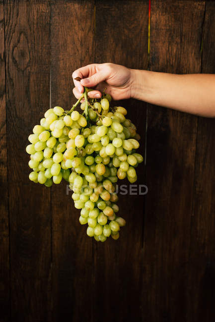 Hand of woman holding big bunch of fresh grapes near dark wooden wall. — Stock Photo