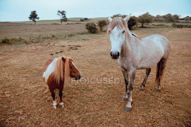Красивые домашние лошади пасутся на сухом поле — стоковое фото